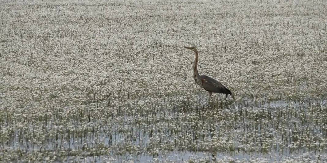 Baharın güzelliğine şahit olmak isteyenler buraya gidiyor: Su papatyaları, mandalar ve doğa… 3